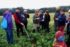 Plantacja kozłka lekarskiego