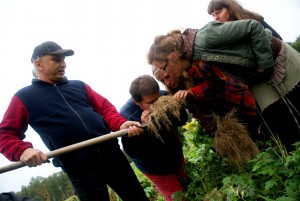 Korzeń kozłka lekarskiego